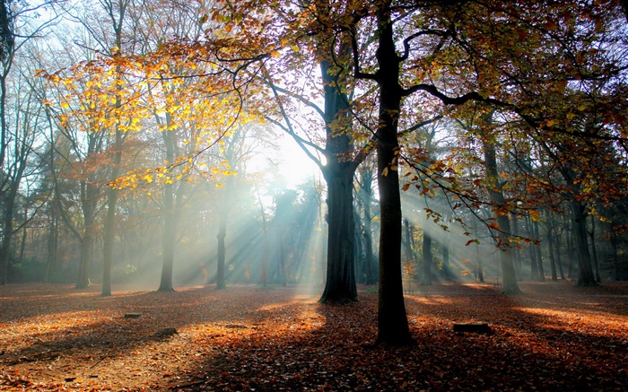 가을, 숲, 나무, 태양 배경 화면 그림