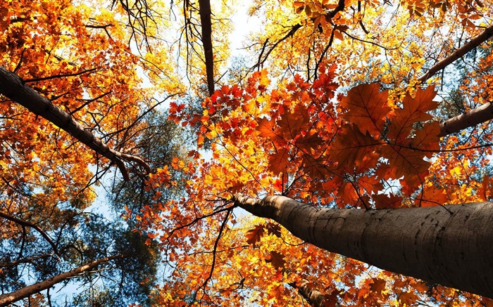 가을, 단풍 나무, 단풍 배경 화면 그림