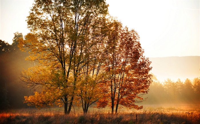 가을, 아침, 나무, 안개 배경 화면 그림