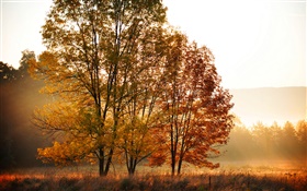 가을, 아침, 나무, 안개 HD 배경 화면