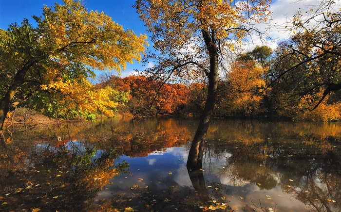 가을, 연못, 나무, 물 반사 배경 화면 그림