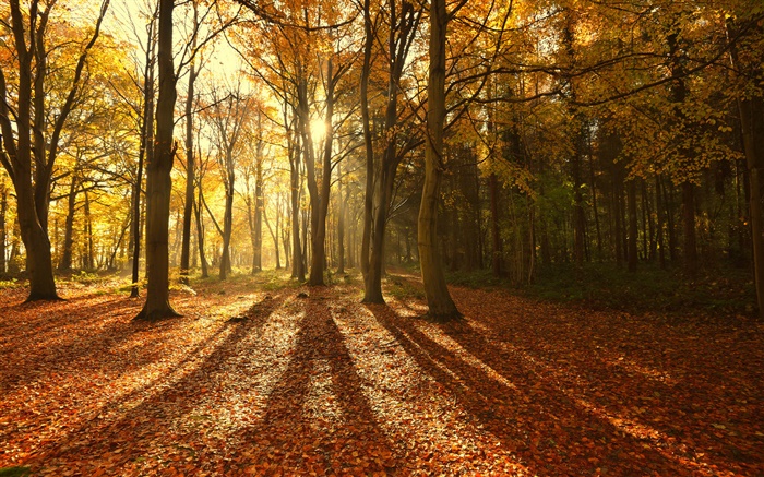 가을, 단풍, 아침, 나무, 태양 광선 배경 화면 그림