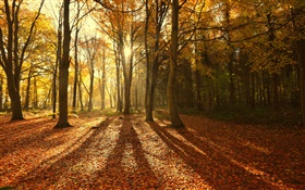 가을, 단풍, 아침, 나무, 태양 광선
