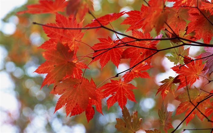 가을, 단풍, 나뭇 가지 배경 화면 그림