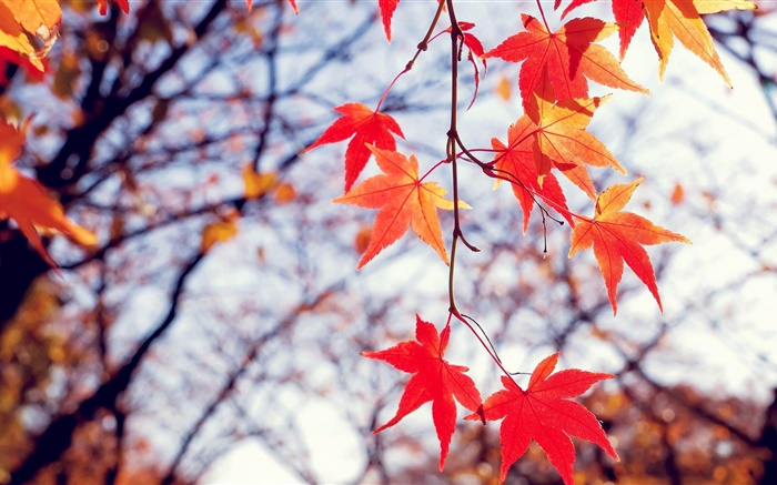 가을, 붉은 단풍 나무 잎, 나뭇 가지 배경 화면 그림