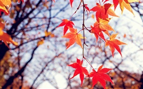 가을, 붉은 단풍 나무 잎, 나뭇 가지 HD 배경 화면