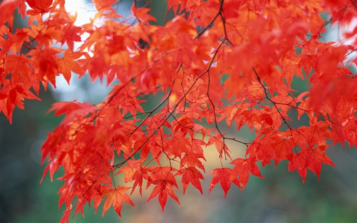 가을 풍경, 단풍 나무 잎, 붉은 색 배경 화면 그림