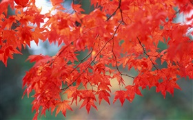 가을 풍경, 단풍 나무 잎, 붉은 색 HD 배경 화면