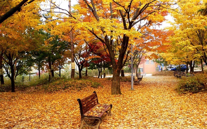 가을, 나무, 잎, 공원, 벤치 배경 화면 그림