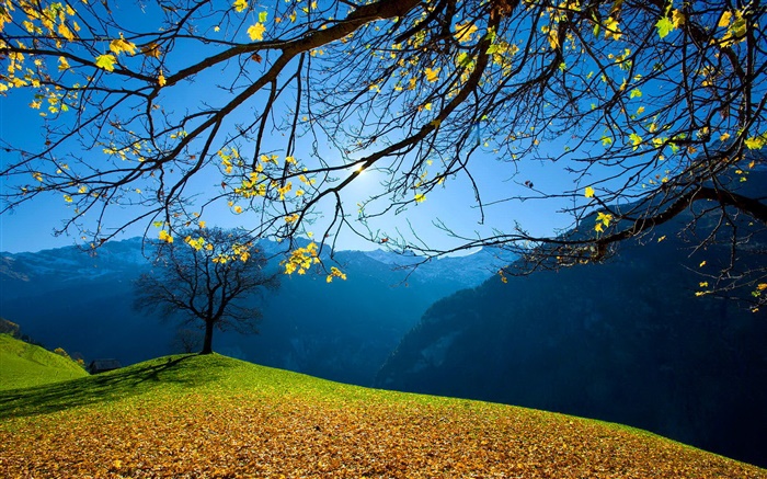 가을, 나무, 산, 푸른 하늘, 태양 광선 배경 화면 그림