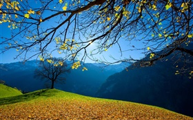가을, 나무, 산, 푸른 하늘, 태양 광선