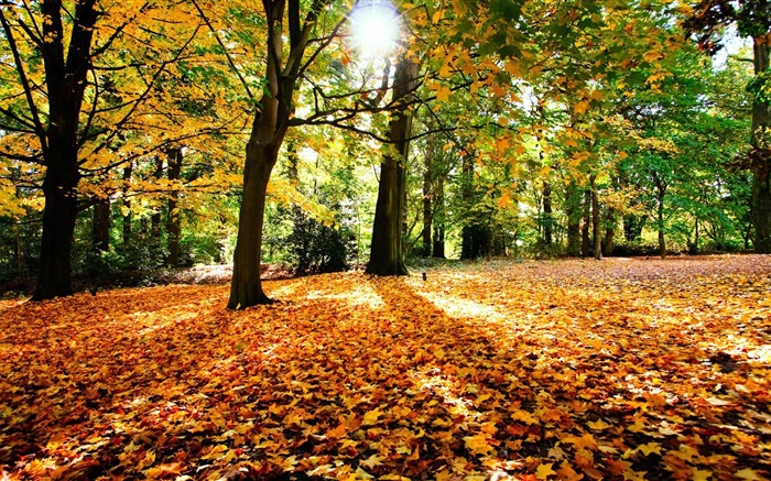 가을, 나무, 단풍, 태양 배경 화면 그림