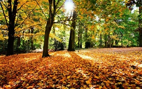 가을, 나무, 단풍, 태양