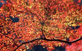 가 나무, 붉은 단풍 HD 배경 화면