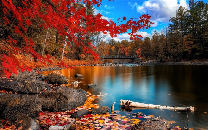 가을, 나무, 강, 다리 배경 화면 그림