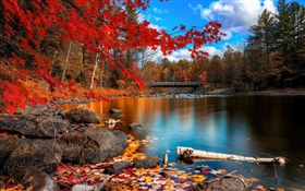 가을, 나무, 강, 다리 HD 배경 화면