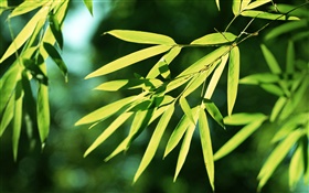 대나무 잎, 태양 HD 배경 화면