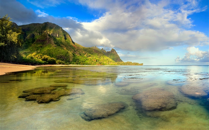 하와이 해변, 산호초, 수중, 카우아이, 배경 화면 그림