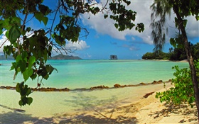 비치, 나무, 바다, 세이셸 섬 HD 배경 화면