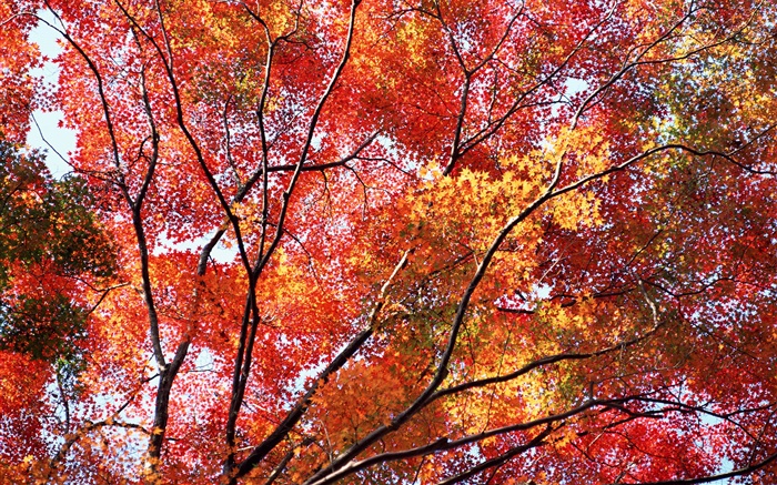 아름다운 가을, 단풍, 나무 배경 화면 그림