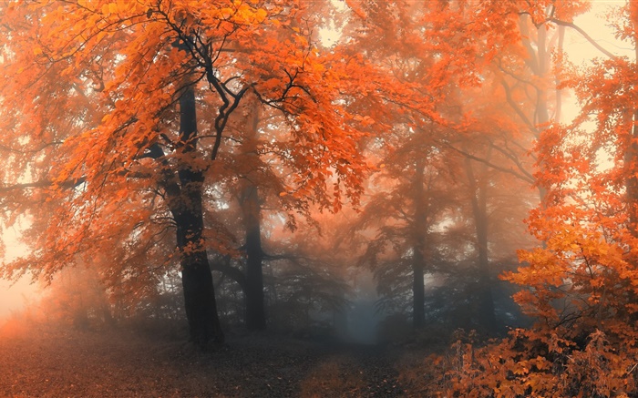 아름다운 가을, 나무, 단풍 배경 화면 그림