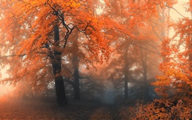 아름다운 가을, 나무, 단풍 HD 배경 화면