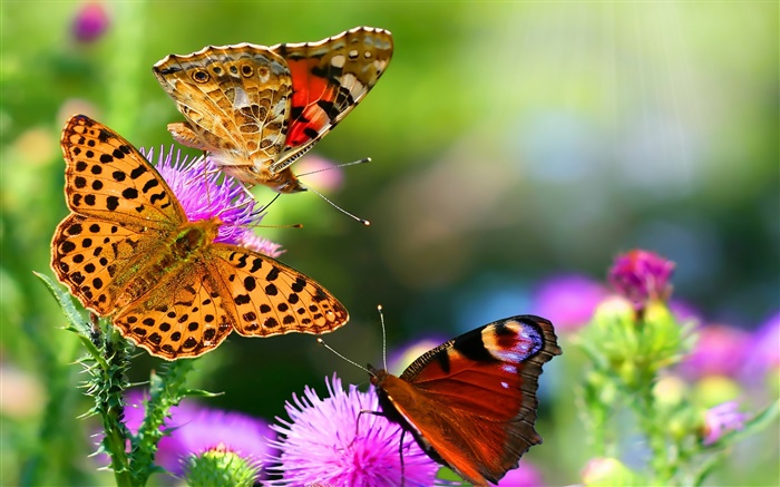 아름다운 나비 배경 화면 그림