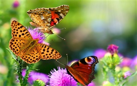 아름다운 나비 HD 배경 화면
