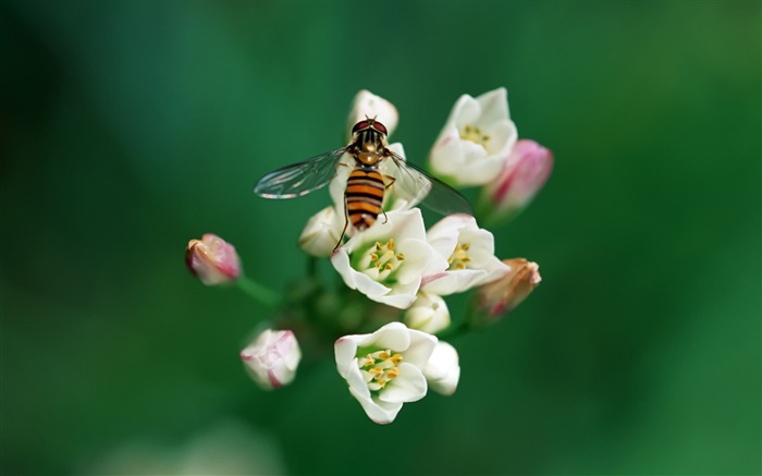 꽃과 벌 배경 화면 그림