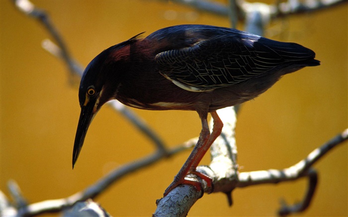 블랙 깃털 새, 나뭇 가지 배경 화면 그림