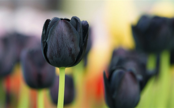 블랙 튤립 꽃 확대 배경 화면 그림