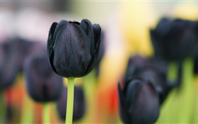 블랙 튤립 꽃 확대