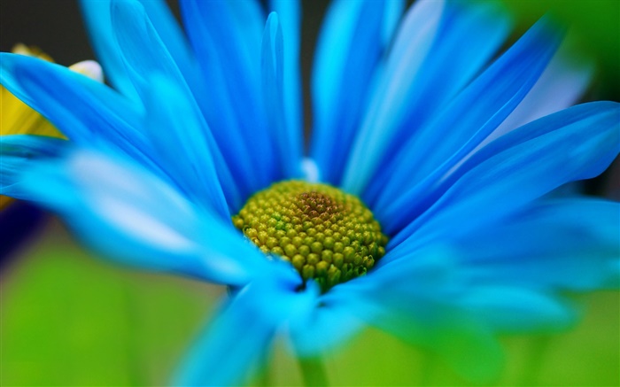 푸른 꽃 꽃잎 매크로 배경 화면 그림