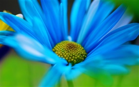 푸른 꽃 꽃잎 매크로