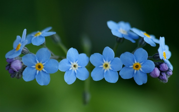 블루 꽃, 잊어 배경 화면 그림
