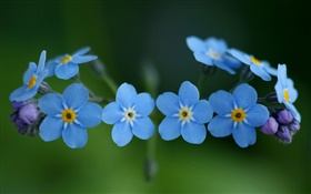 블루 꽃, 잊어 HD 배경 화면