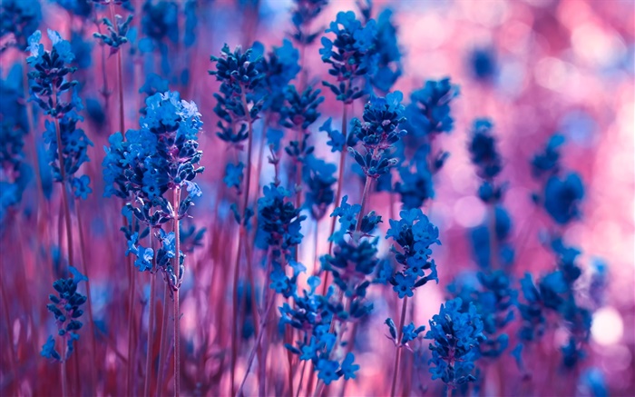 블루 라벤더 꽃 확대 배경 화면 그림