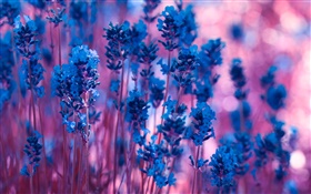 블루 라벤더 꽃 확대 HD 배경 화면
