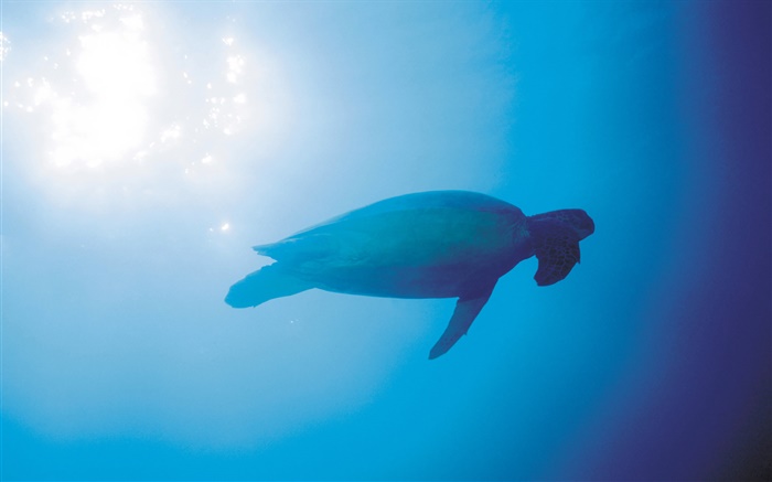 푸른 바다, 거북이, 수중, 태양 광선 배경 화면 그림