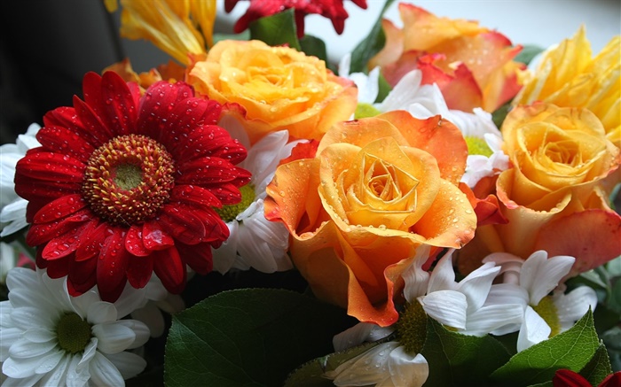 꽃다발, 장미와 국화 배경 화면 그림