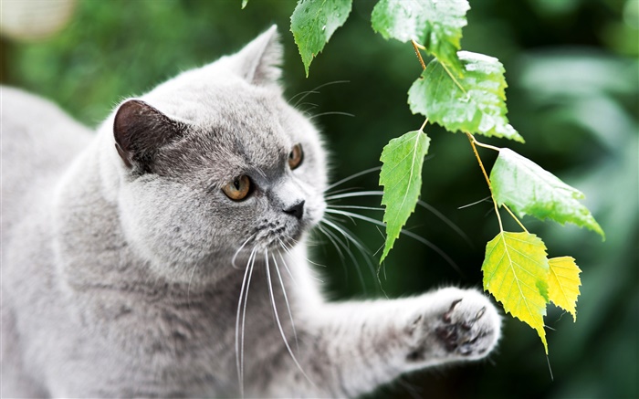 영국 고양이, 발, 잎 배경 화면 그림