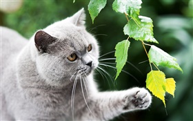 영국 고양이, 발, 잎 HD 배경 화면