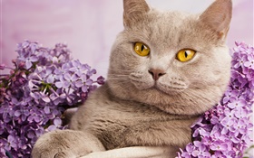영국 쇼트 헤어, 노란 눈, 꽃과 고양이