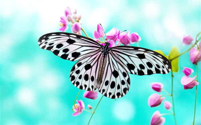 나비와 보라색 꽃 배경 화면 그림