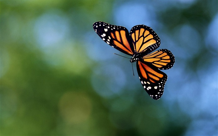 나비 비행, 나뭇잎 배경 화면 그림