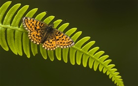 나비, 잎 HD 배경 화면
