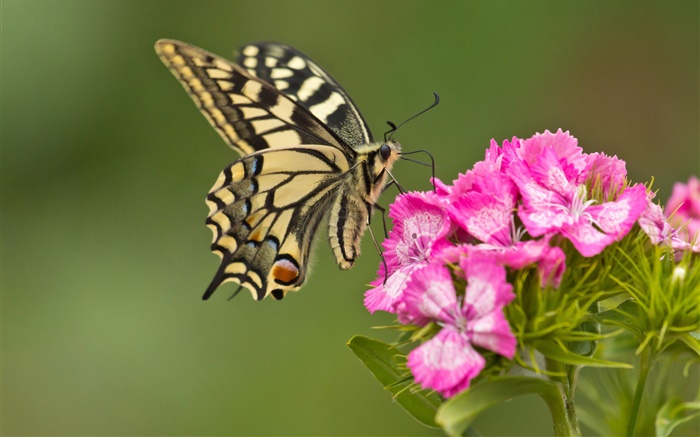 나비, 핑크 꽃 배경 화면 그림