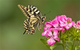 나비, 핑크 꽃 HD 배경 화면