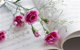 카네이션, 핑크 꽃, 책