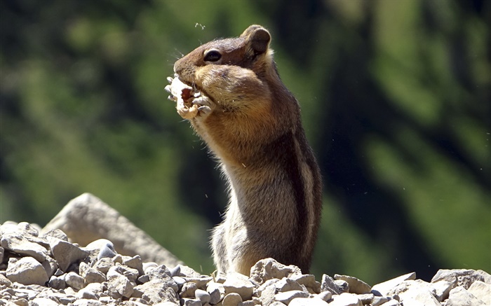 다람쥐는 음식을 먹을 배경 화면 그림